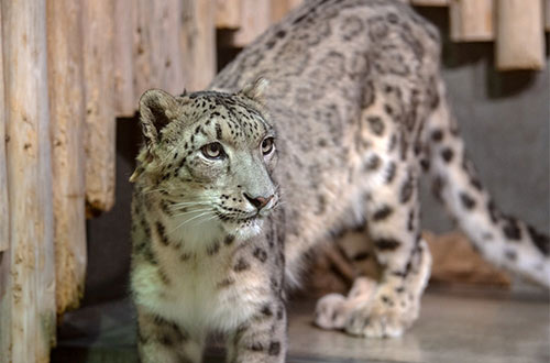 Snow leopard