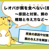 レオパが餌を食べない（拒食）！原因と対策、餌の種類と与え方など