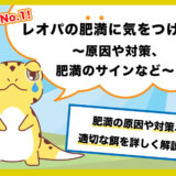 【死因No.1】レオパの肥満に気をつけよう〜原因や対策、肥満のサインなど