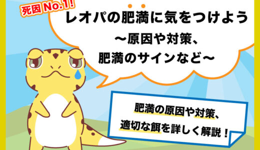 【死因No.1】レオパの肥満に気をつけよう〜原因や対策、肥満のサインなど