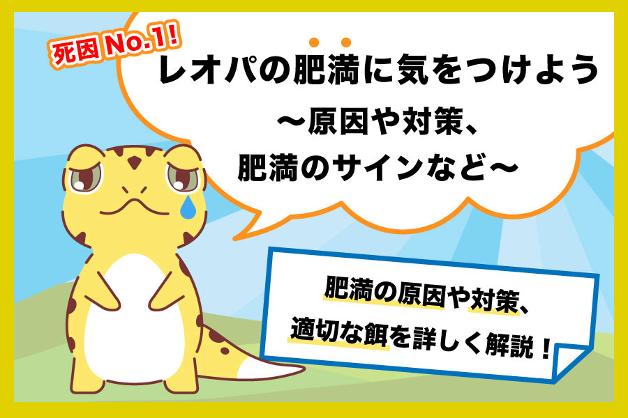 【死因No.1】レオパの肥満に気をつけよう〜原因や対策、肥満のサインなど